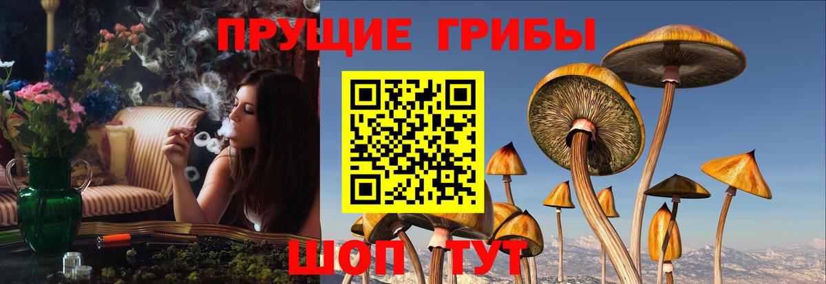 Псилоцибиновые грибы Psilocybine cubensis Видное